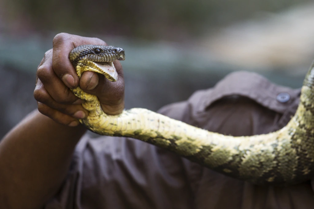 Defeating the Python Spirit + 7 Powerful Steps to Freedom